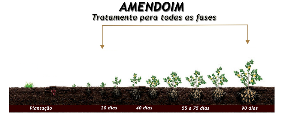 amendoim.png