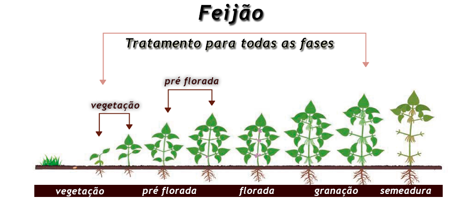 feijão.png