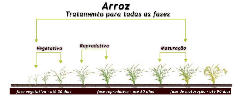 arroz.png