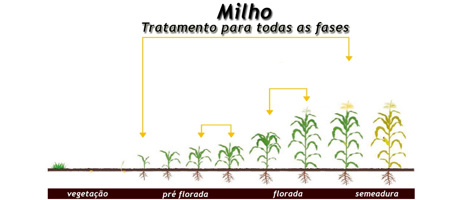 milho.png