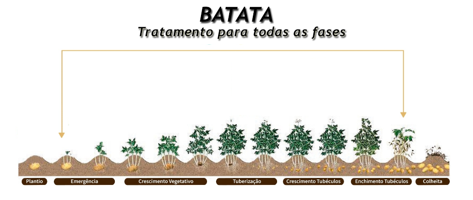 batata.png